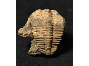 trilobit Mikaparia milena