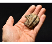 trilobit Mikaparia milena
