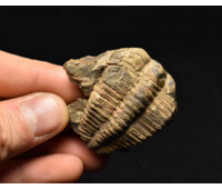 trilobit Mikaparia milena