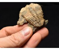 trilobit Mikaparia milena