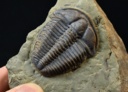 Trilobit